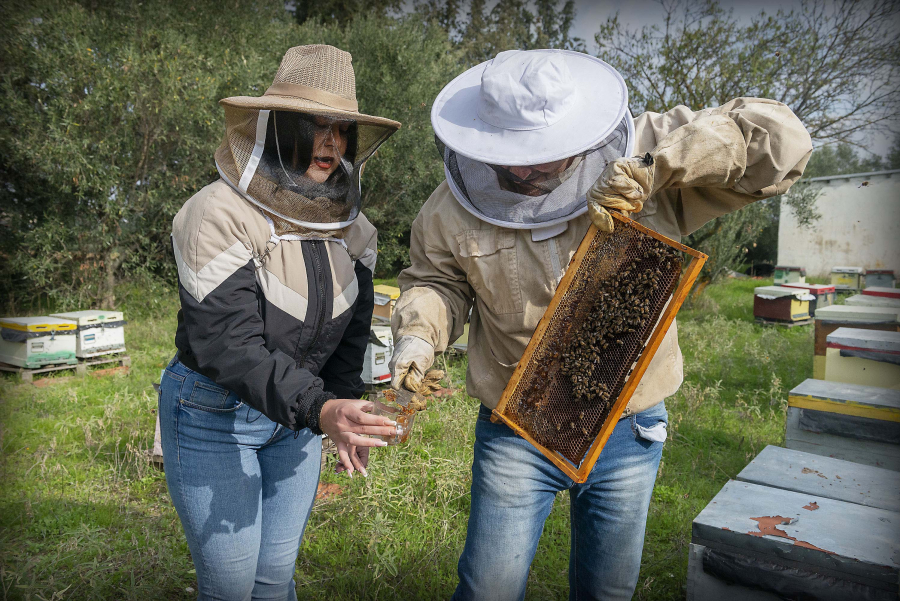 Young woman with beekeeper who cuts wax from a honeycomb with honey